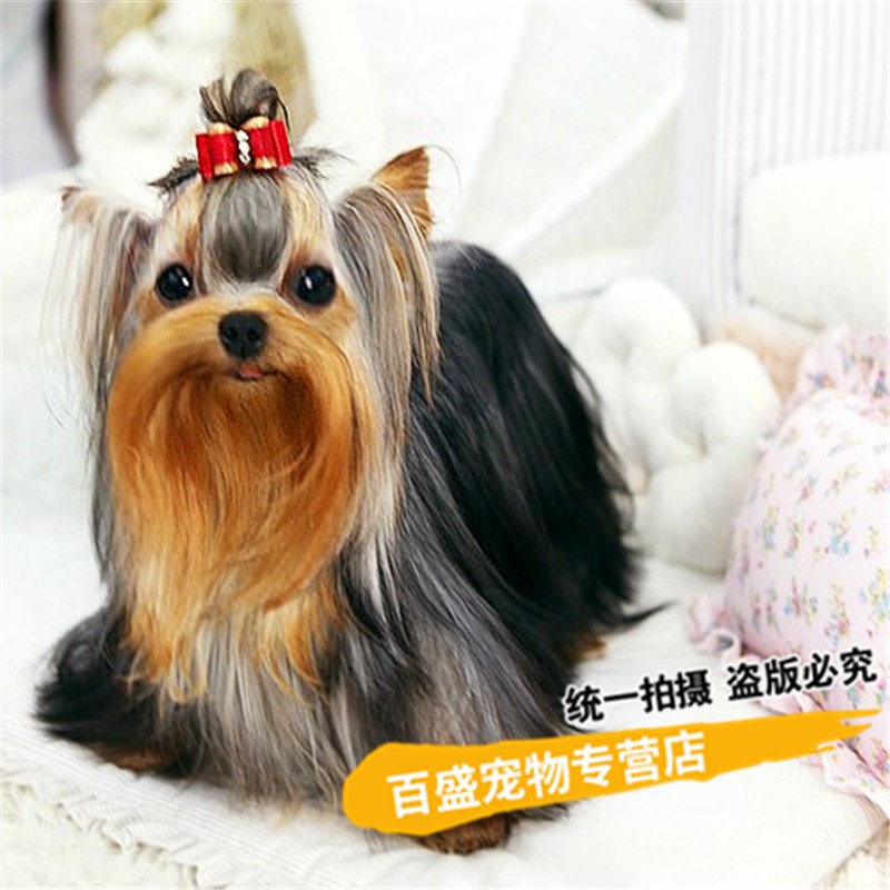 犬舍繁殖纯种金头银背约克夏犬幼犬 出售约克夏活体宠物狗狗疫苗驱虫