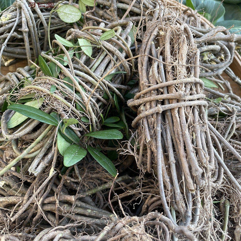 野生香藤根春藤根满山香伸筋藤晒干穿根藤香藤子根客家草根汤干货