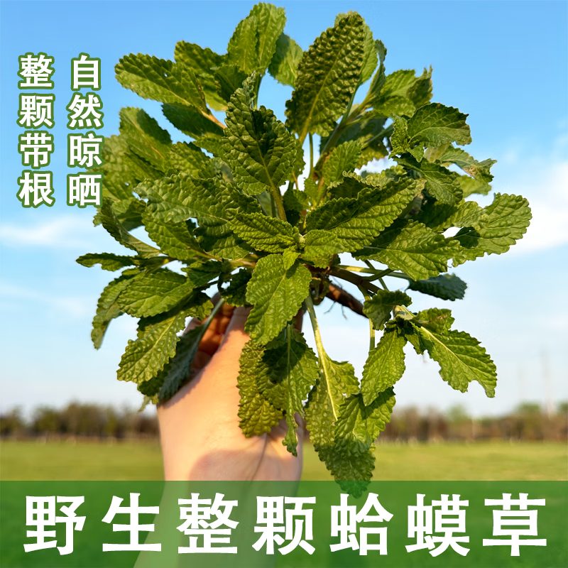 原料蛤蟆草中草药癞蛤蟆草干蛤蟆皮草蛤蟆草的功效与作用蛤蟆草茶雪见