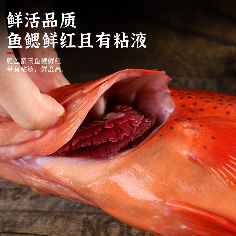 裕琳珑东星斑 特大石斑鱼 新鲜冷冻深海鱼 红斑鱼 非燕尾斑海鲜水产鱼类 深海东星斑1条(1.8-2.1斤/条)
