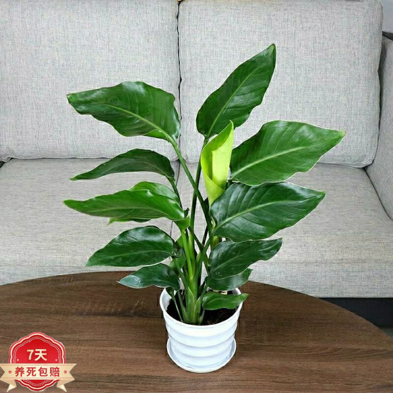 京东大型绿植历史价格怎么查|大型绿植价格比较