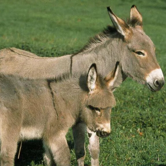 宠物驴一对迷你网红小毛驴活体儿童骑乘驴景区观赏小毛驴