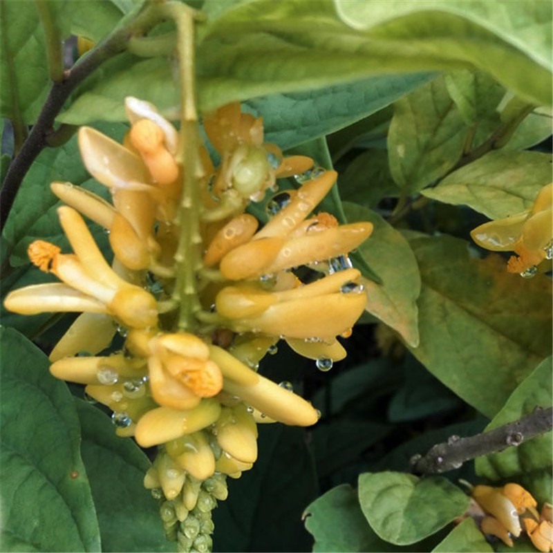 黄花倒水莲种苗 盆栽赏花观音串小苗中黄花远志 高度60公分以上大苗