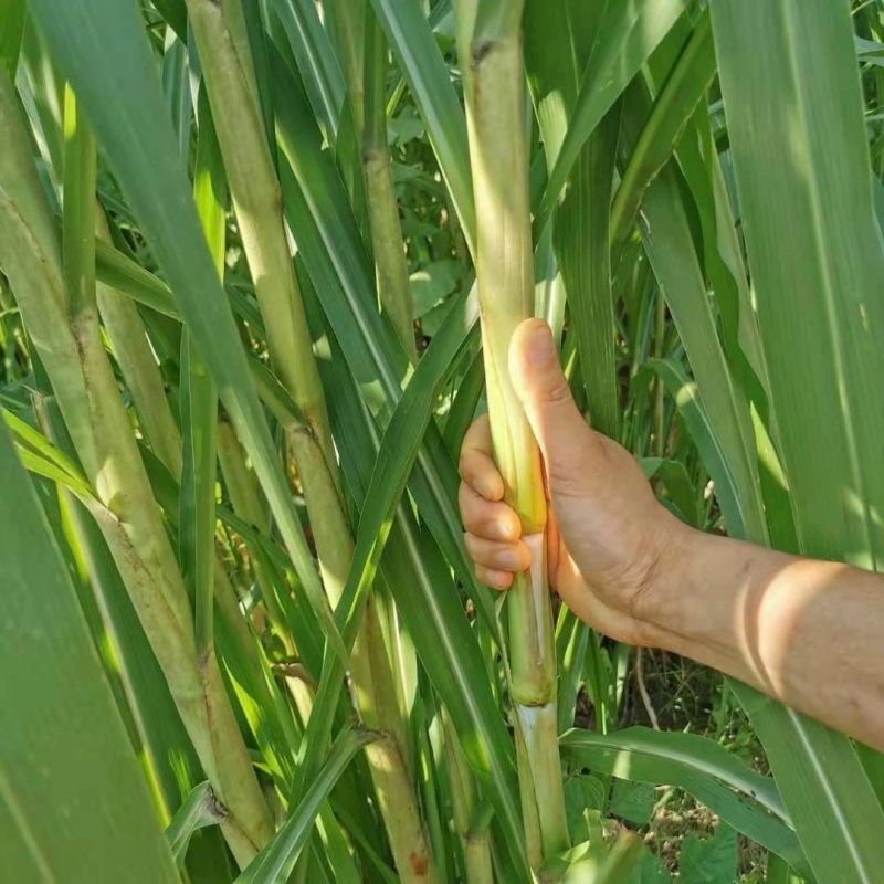 高产中华牧草种节喂牛喂羊喂鸡喂鱼喂兔喂鸭喂鹅萌蕴 100芽中华良草