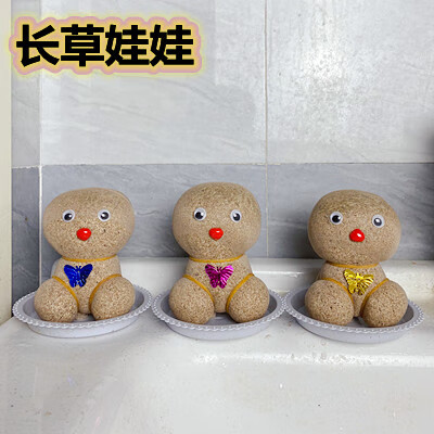 墨薰槿长草娃娃小盆栽头发上浇水草头娃娃儿童室内桌面创意迷你水 3个