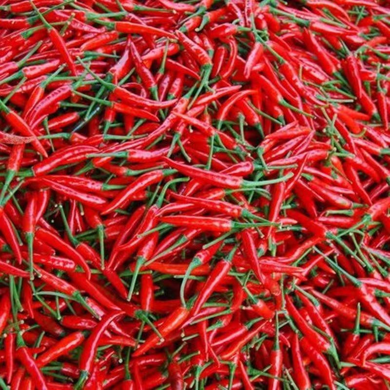 单身朝天椒种子小米辣椒种子杂交红皮辣椒种子特辣手指香辣 常规原装1