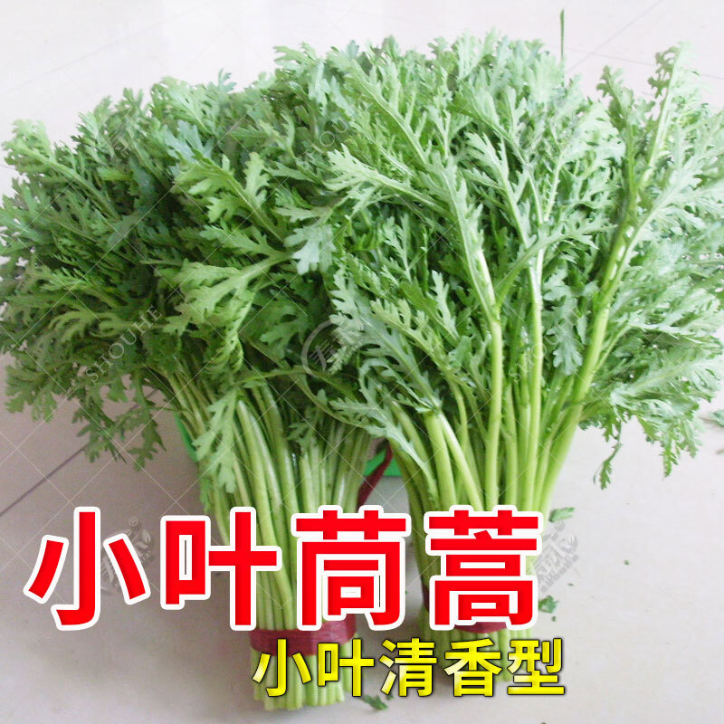 新鲜青叶蔬菜茼蒿农家露天种植菊科火锅菜清炒蒿子秆3斤装 1500g