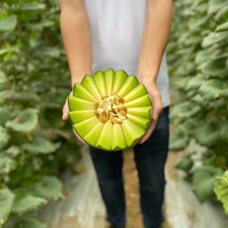 田园东方海南玲珑瓜（变软再吃） 软糯香甜冰激凌网纹瓜 新应季鲜水果蜜瓜 5斤装（2-4个）净重4.5斤左右