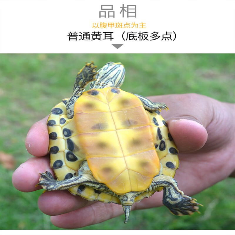 深水龟鱼缸混养观赏宠物吃粪黄耳龟忍者侧颈神龟水乌龟活物头 黄耳龟