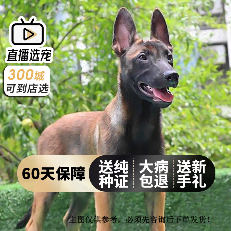 旺狗财猫马犬幼犬活体纯种宠物狗狗马犬狗狗幼崽幼犬 宠物级 公