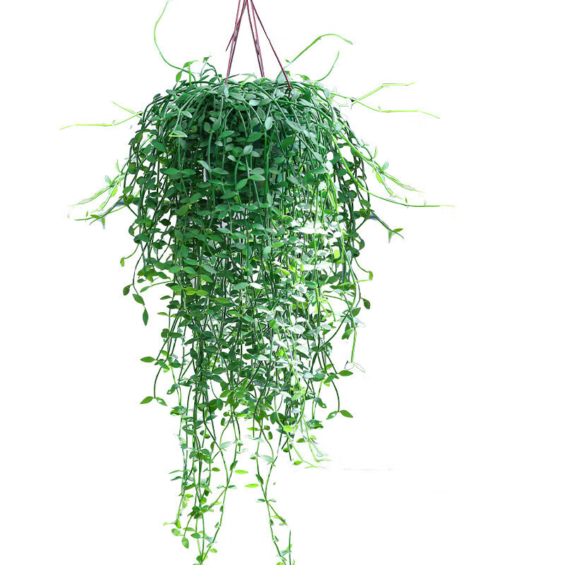 翡翠恋垂吊植物喜干耐养室内书架桌面装饰吊兰四季长青长藤吊绿植 1盆