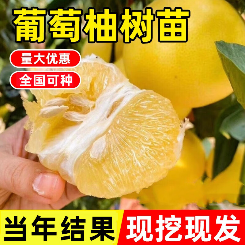 娅皙正宗嫁接葡萄柚子苗葡萄柚树苗盆栽地栽葡萄柚果树苗庭院种植 四