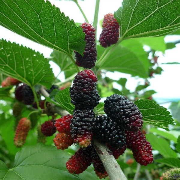 牧粮健桑葚树苗果木树苗南方北方种植盆栽四季当年结果槡树苗桑子树