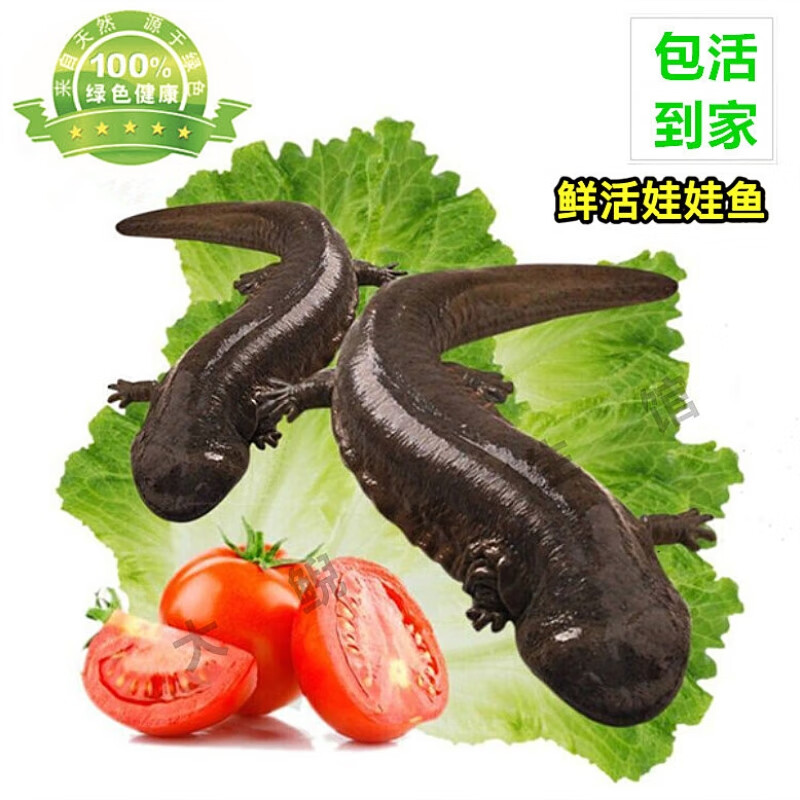 包活到家娃娃鱼食用活鱼水产海鲜营养月子餐汤 6斤一条包活到家送菜谱