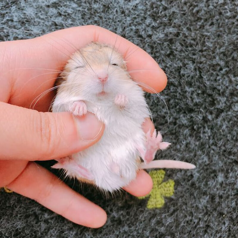 蝶贡通心粉鼠活体 幼崽北非肥尾沙鼠拇指宠物鼠宿舍可养粘人的小宠物