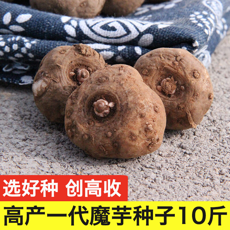 文静花坊   云南高产一代魔芋种子10斤装低价新鲜花魔芋种籽种球种苗
