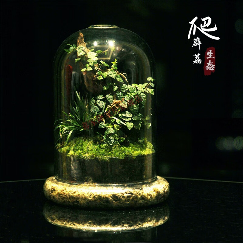 雨林造景缸小摆件创意办公室桌面室内迷你盆栽微景观生态瓶闷养植物