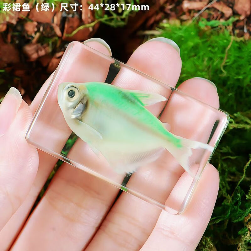天颛昆虫标本制作套装新手天然海洋动物真实鱼类树脂标本寄居蟹乌龟螃