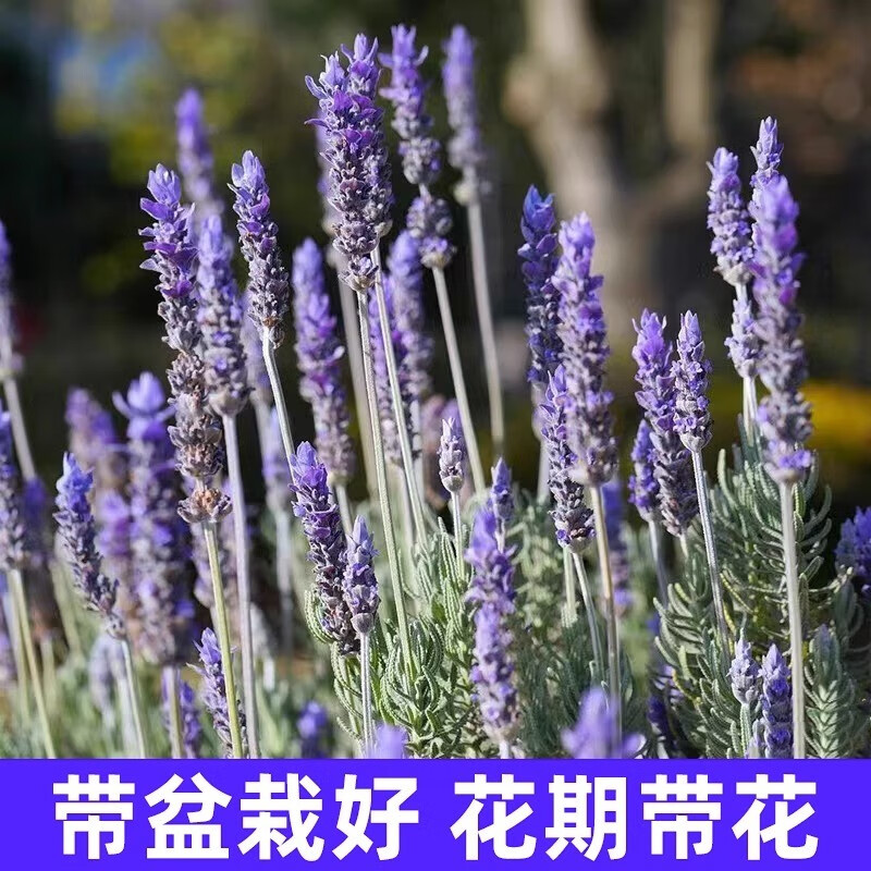 临雅薰衣草盆栽花卉植物室内花四季开花客厅阳台净化空气绿植小美庭院