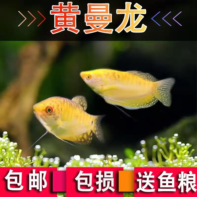 鱼热带观赏鱼淡水鱼新手宠物耐活鱼不打氧吃蛋白虫 黄曼龙鱼2条6-7cm