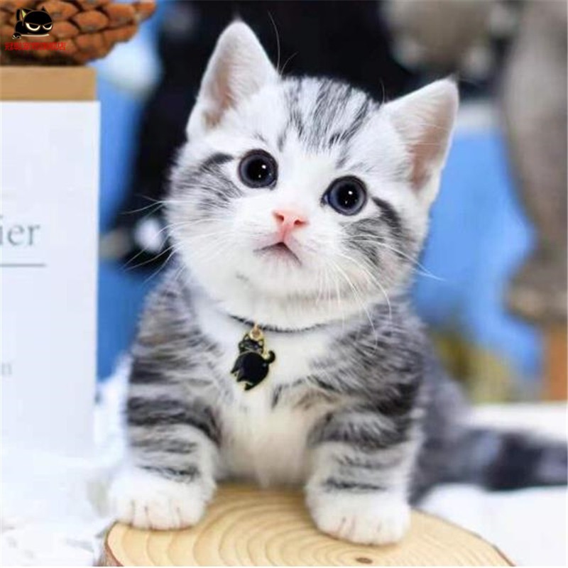 冠聪美短短毛猫咪矮脚虎斑猫标斑加白美短起司活体曼基康矮脚五粉猫