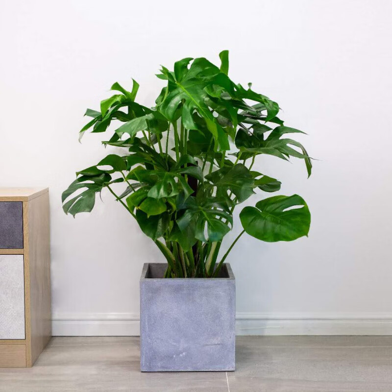 糜岚(mielanat)龟背竹盆栽大型办公室客厅观叶植物大叶绿植盆景 高80