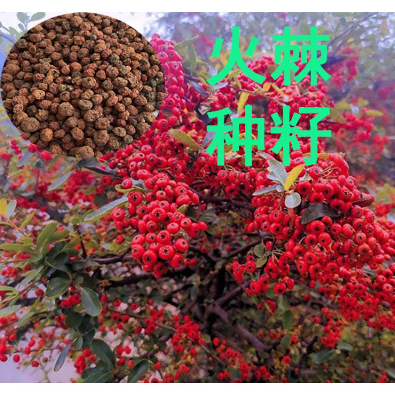 花之然杭情新采火棘种子庭院围墙绿篱篱笆种子火棘苗火把子绿化苗木