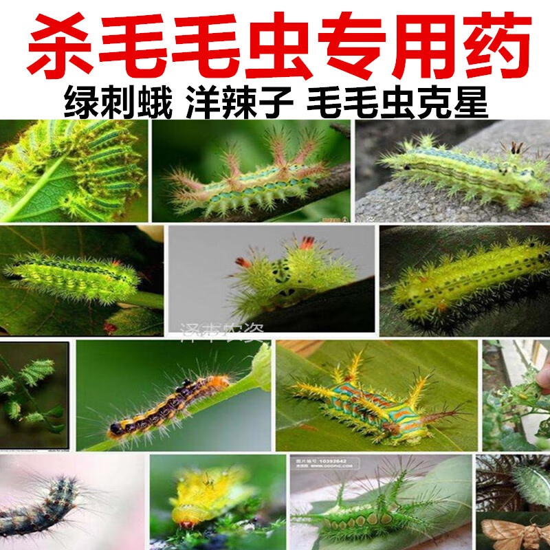灭洋辣子绿刺蛾八角虫毛毛虫专用杀虫剂农药 100g 灭洋辣子效果很好