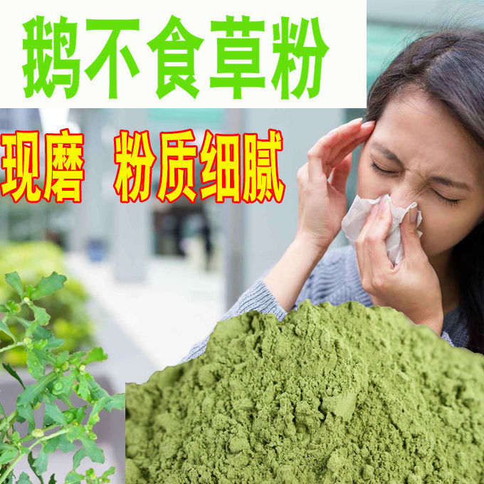 伟博鹅不食草粉苍耳子正宗鼻通中药材粉超细鼻炎粉滴鼻液喷剂粉 鹅不
