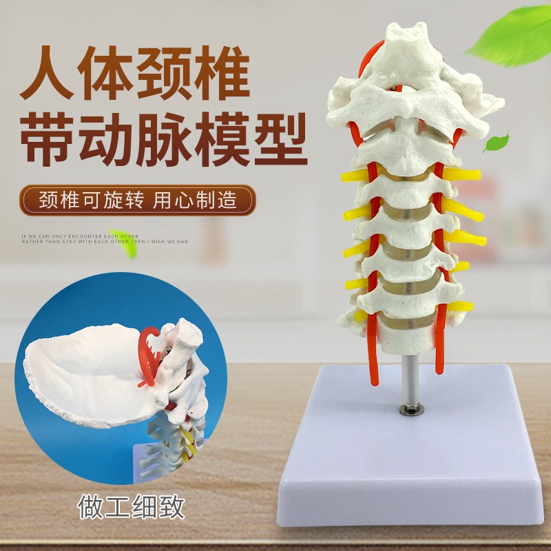 后枕骨 椎间盘与神经教学模型 1:1人体颈椎带神经模型 脊椎骨骼骨架