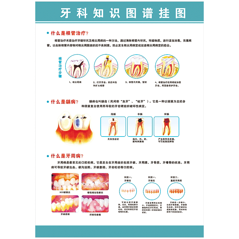 牙科宣传画口腔科海报牙齿结构功能知识解剖图谱常识挂图墙贴纸wsa