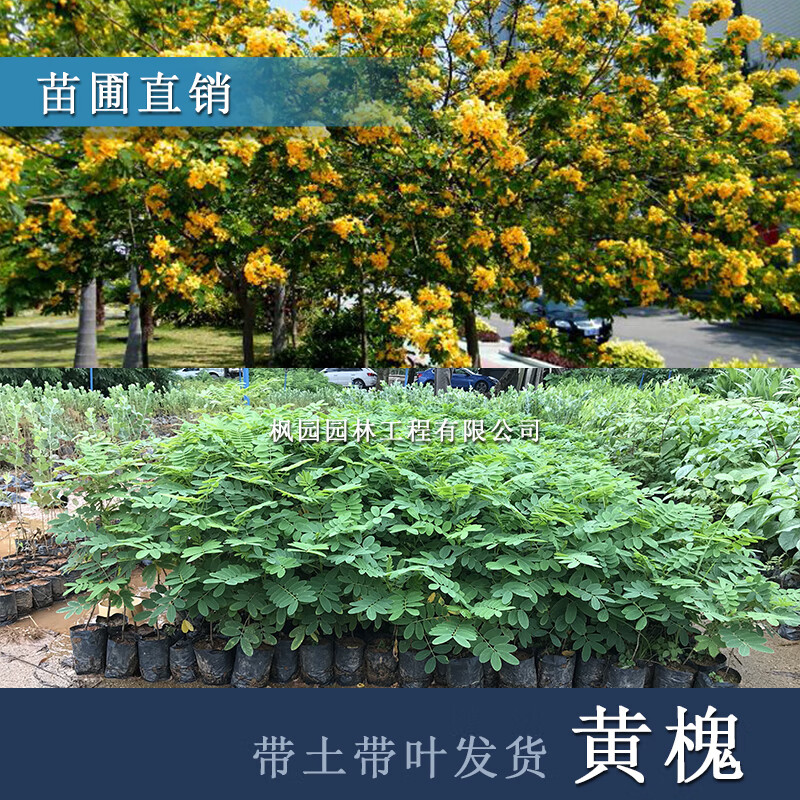 花姬 珍稀苗木黄花槐树苗决明小叶黄金槐庭院公园四季开花常绿黄槐苗