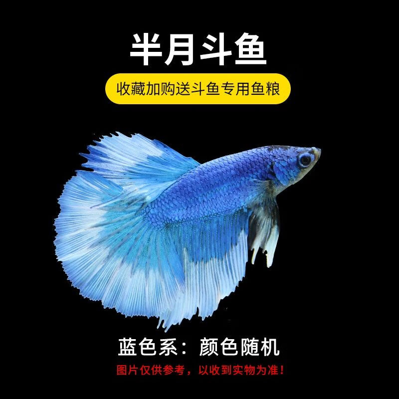 的鱼马尾狮王半月母斗鱼观赏鱼热带鱼活体幼儿园宠物 半月公蓝色系1条