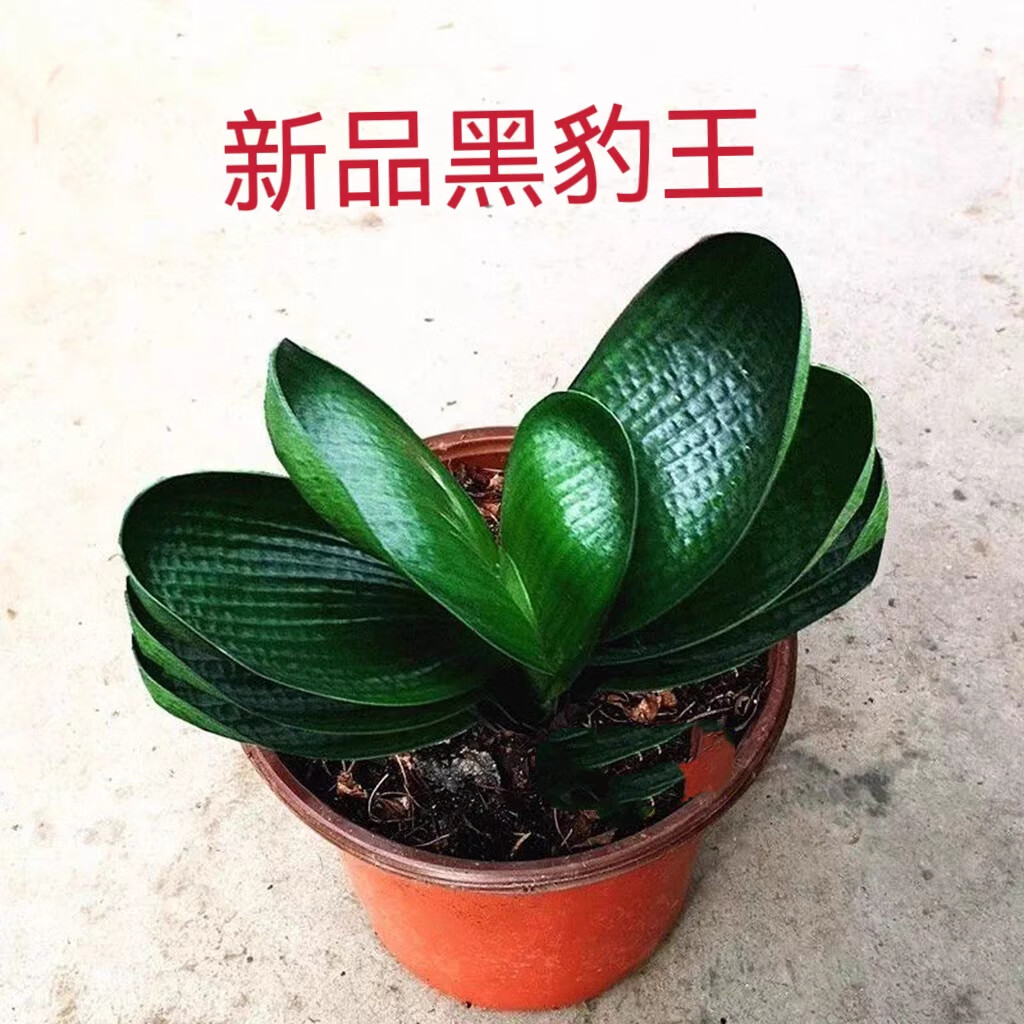 君子兰盆栽长春精品小苗 四季短叶 珍珠麻脸和尚圆头油匠名贵花卉