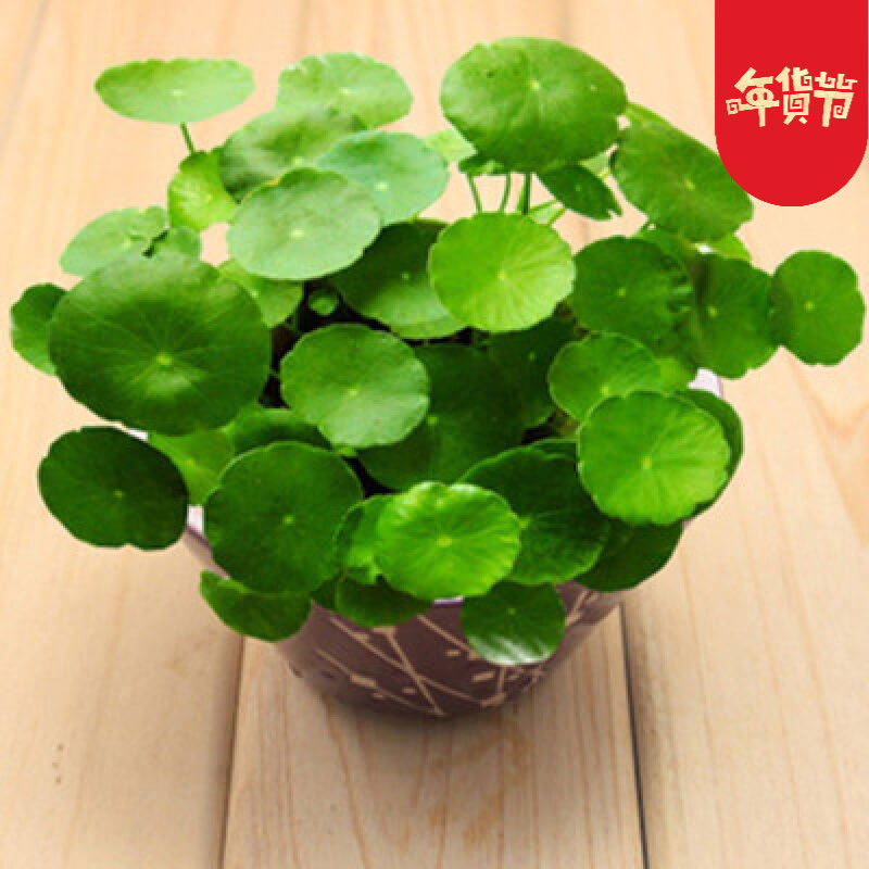景曦铜钱草水培植物金钱草室内花卉盆栽盆景40根节