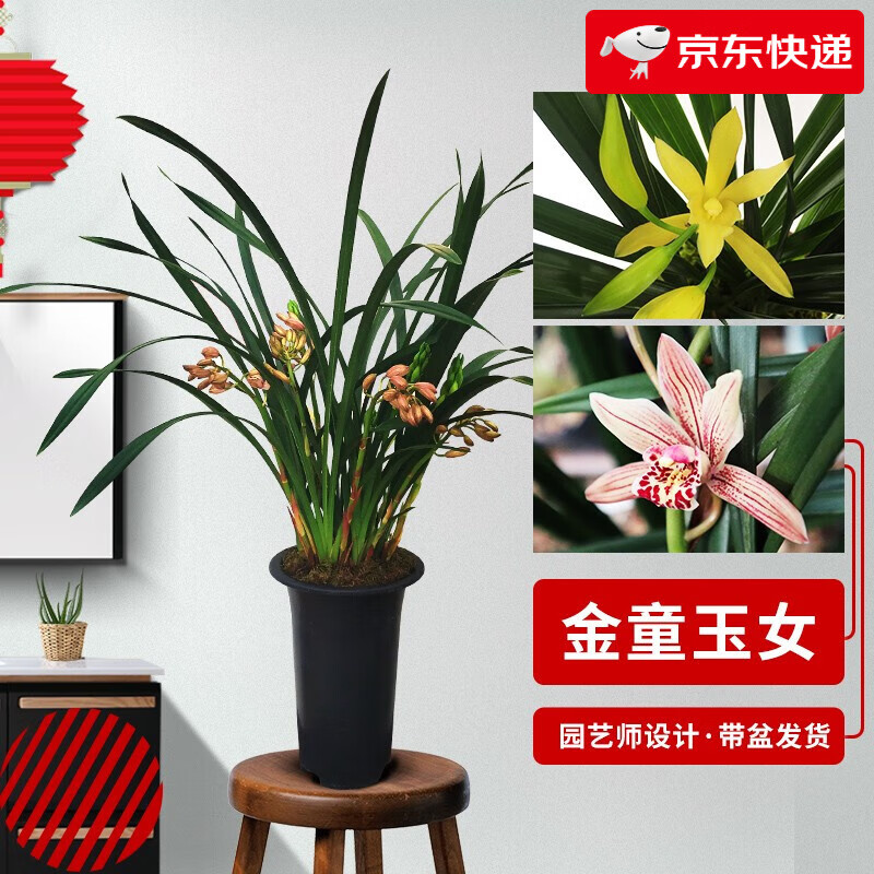 劉閣蘭花墨蘭報(bào)歲蘭 年宵花組合 冬帶花苞出售種盆栽好發(fā)貨家居擺放 組合：金童玉女6苗以上 帶盆栽好