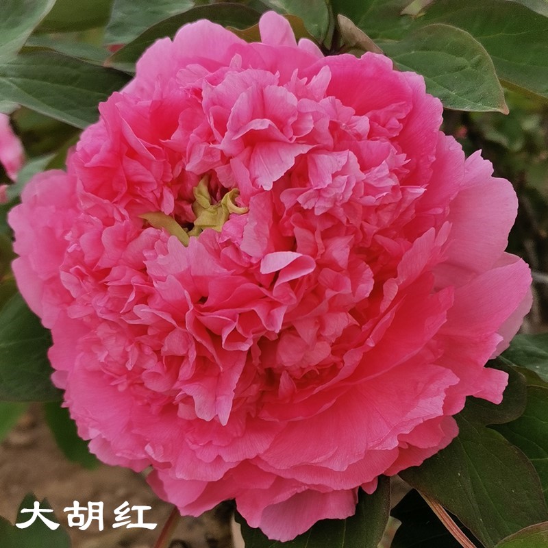 正宗菏泽牡丹花苗名贵树苗庭院观赏重瓣大苗盆栽花卉地栽洛阳红多 大