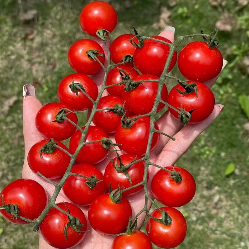 枝纯番茄 简介图片