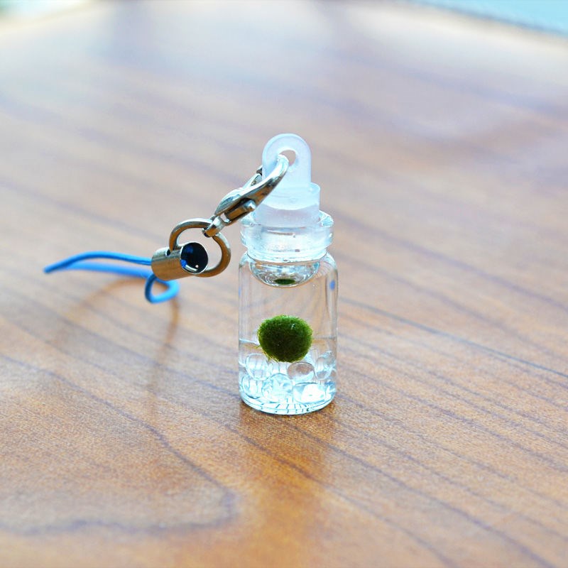 MOJY海藻球生态瓶幸福随身瓶球藻旅行款迷你小植物水培创意生日礼物 冰晶海藻球宝宝(满月0.3cm)+配件