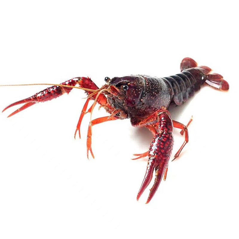 海蕴极鲜【活鲜】海蕴极鲜 清水鲜活小龙虾 活体麻辣海鲜水产 新鲜活