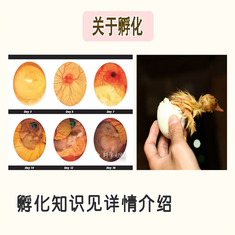 正宗樱桃谷鸭种蛋受精蛋活体可孵化新鲜白鸭蛋北京白鸭肉鸭种鸭蛋种蛋