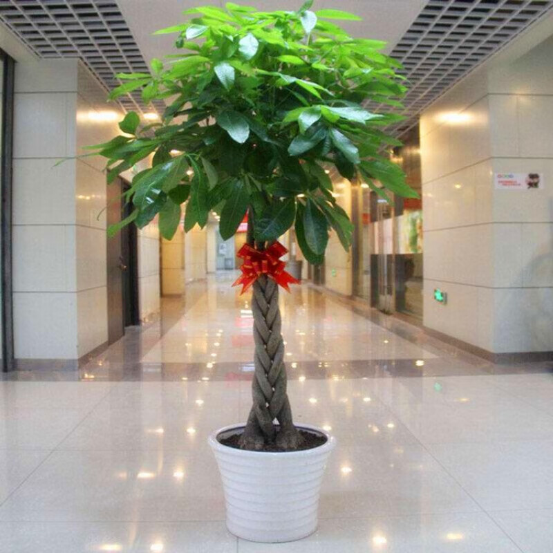 发财树 辫子室内大型绿植 办公桌面盆栽净化空气开业乔迁植物 25-30