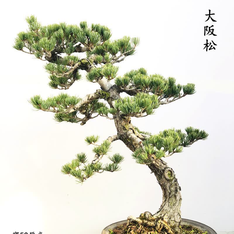 宫岛大阪松花卉植物盆栽树桩南北适宜耐寒耐旱阳台室内桌 红色 带盆栽