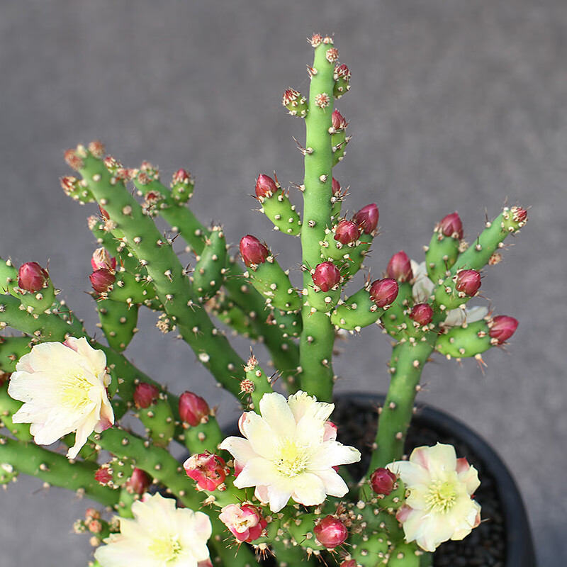 仙人牡丹团扇 花量大开花美仙人球仙人掌多肉植物盆栽 仙人牡丹 单头