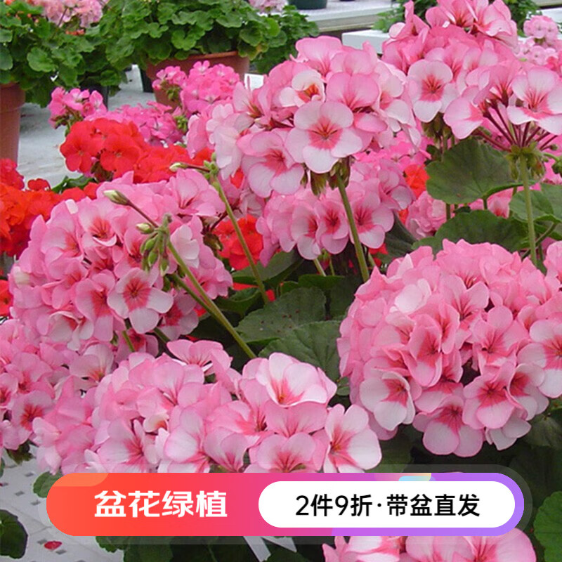 京东查询花卉历史价格|花卉价格比较