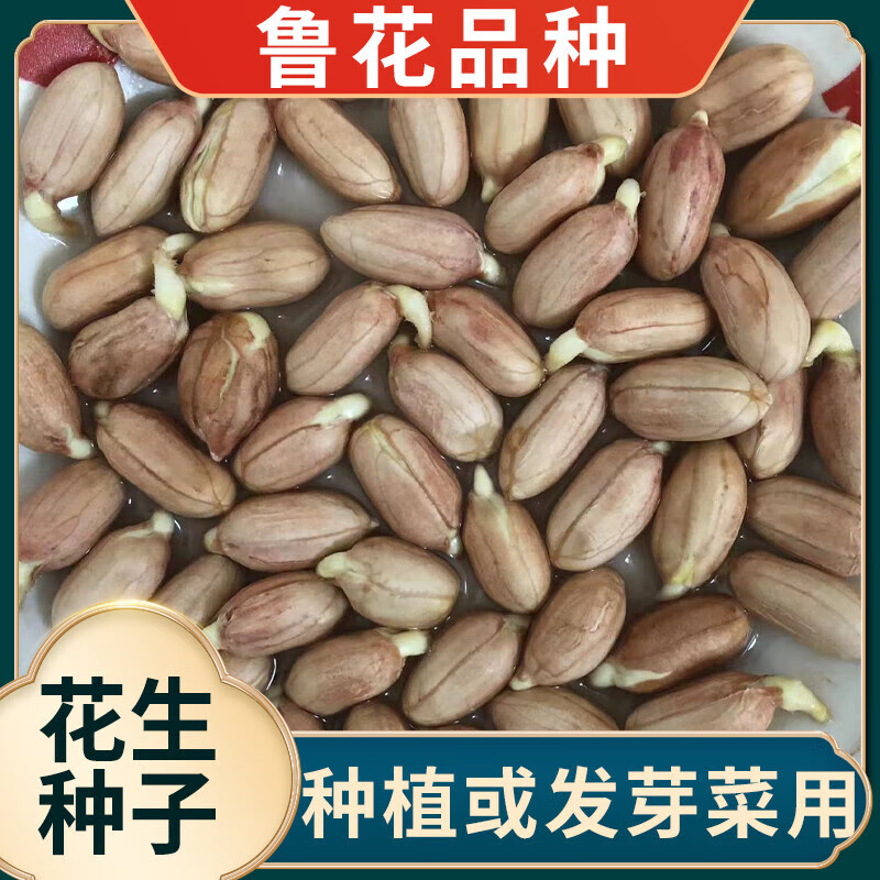 醉春木发花生芽专用花生种籽高产薄壳手剥的鲁花种子种植水培花生 带