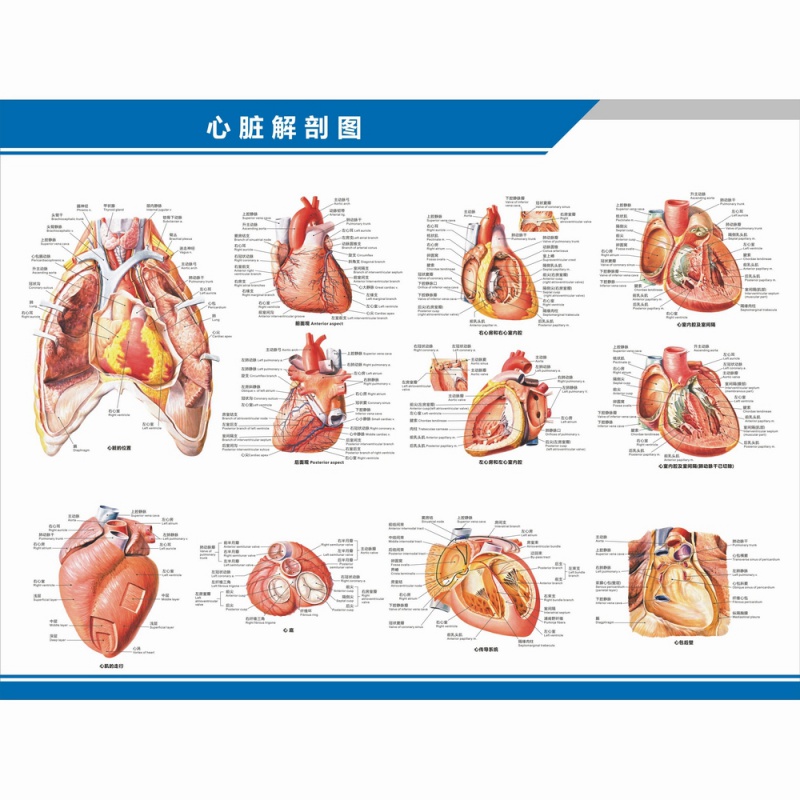 医院科室挂图 心脏解剖图结构图构造图示意图心血管内科中英文医院科