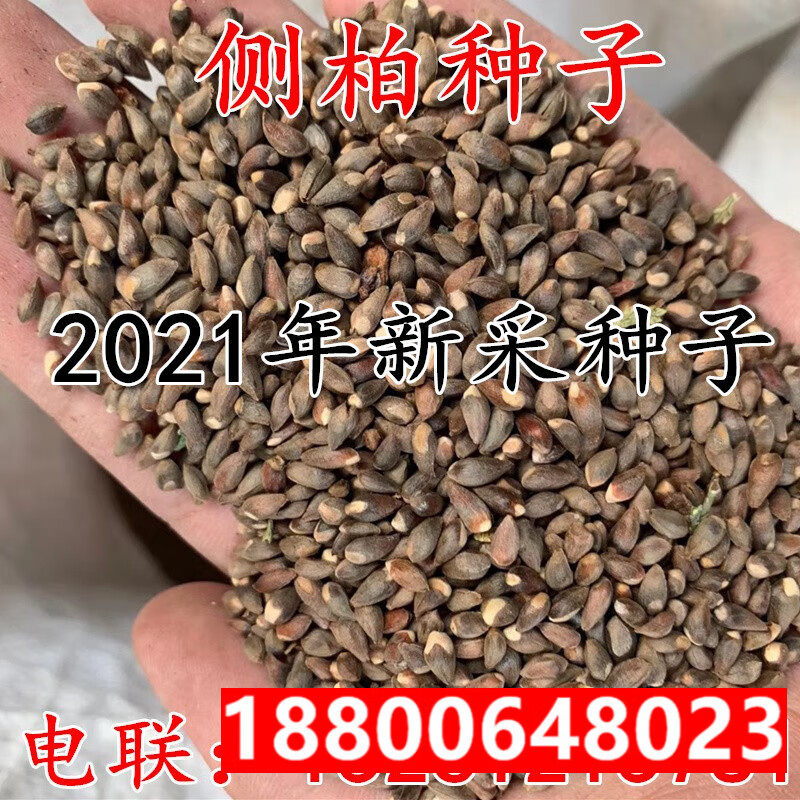 侧柏树种子柏树种子扁柏种子散装野生育苗林木籽 种植用侧柏种子半斤