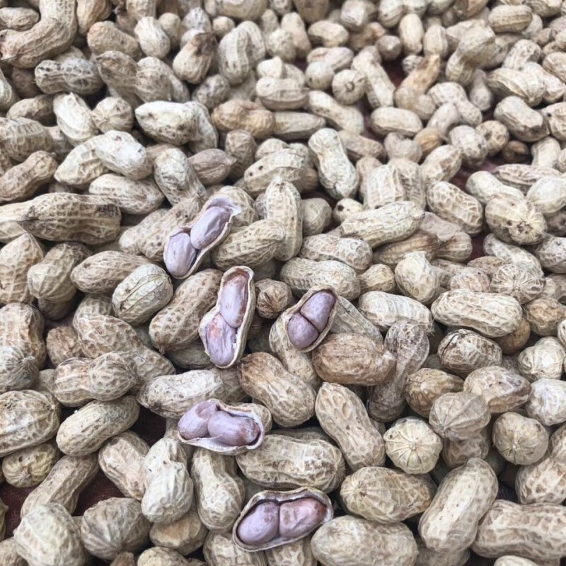 新食道今年新货 莆田本地白晒水煮花生 水煮日晒花生 水煮日晒3斤