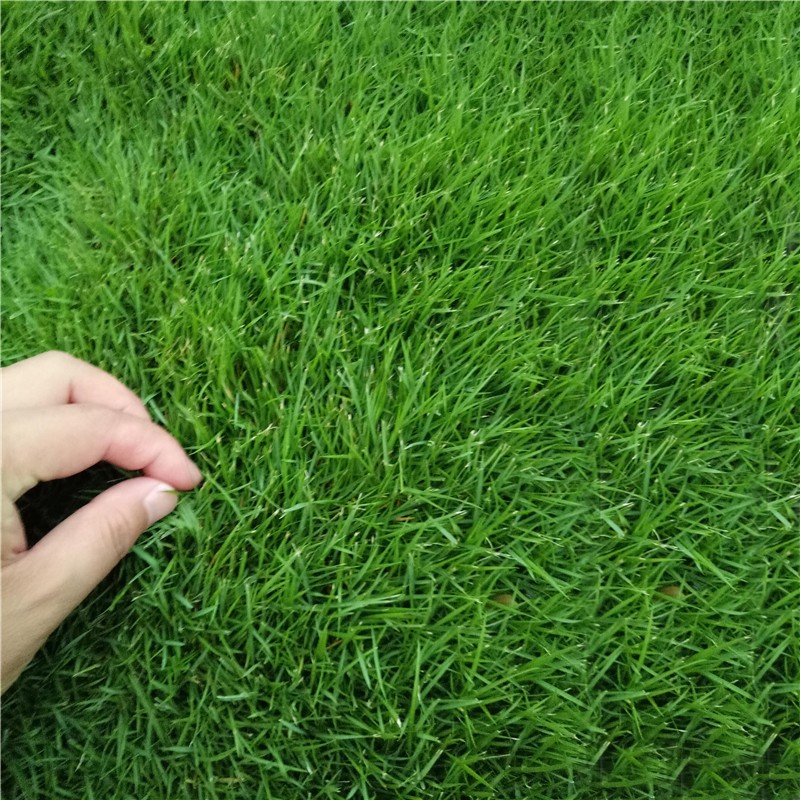 镜之月 草坪种子四季青足球场草坪 适合庭院 别墅停车场耐践踏 耐矮